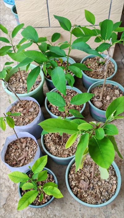 小众送妈妈的花有哪些花