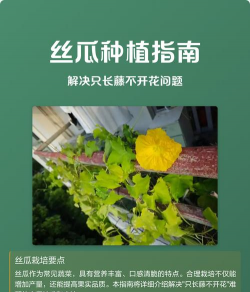 丝瓜不开花怎么办