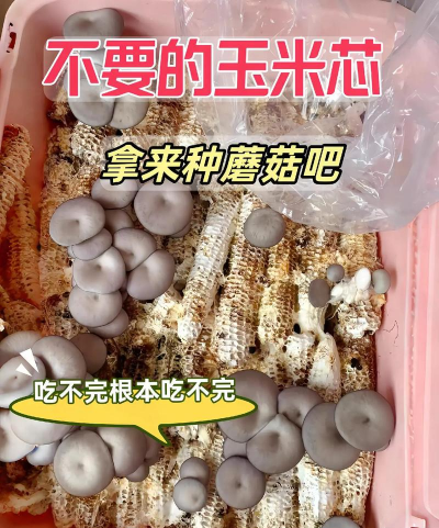 玉米芯种植怎么种植