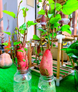 小众送妈妈的花有哪些花