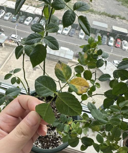 小众送妈妈的花有哪些花