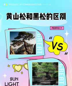怎么鉴别黄山松