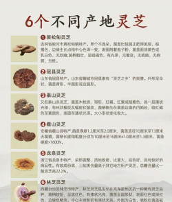 灵芝的产地