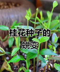 小众送妈妈的花有哪些花