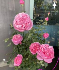 小众送妈妈的花有哪些花