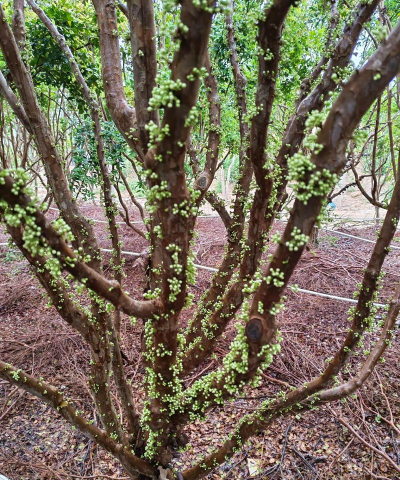 嘉宝果树有几个品种