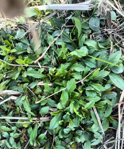 小众送妈妈的花有哪些花