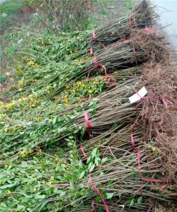 小众送妈妈的花有哪些花