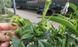 小众送妈妈的花有哪些花