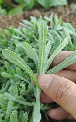 清明做青团的草叫什么草