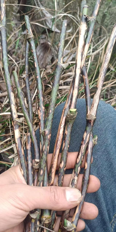 金刚藤有几种品种啊