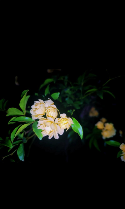 小众送妈妈的花有哪些花