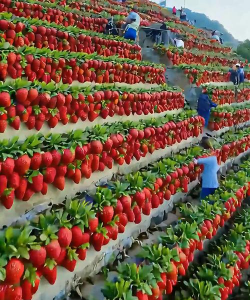 小众送妈妈的花有哪些花