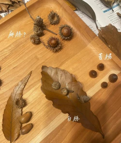 小叶栎生长习性