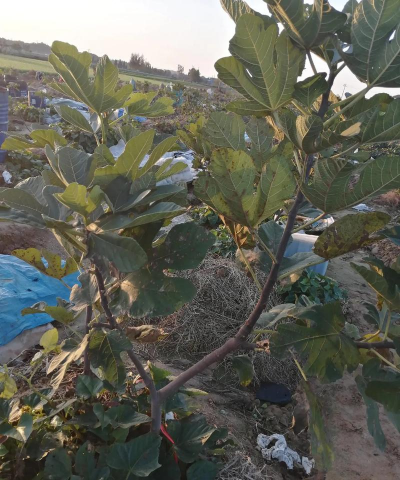 小众送妈妈的花有哪些花