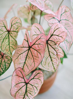 粉绿的植物有哪些