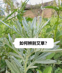艾草种在屋前还是屋后