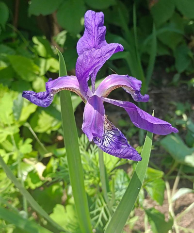 小众送妈妈的花有哪些花
