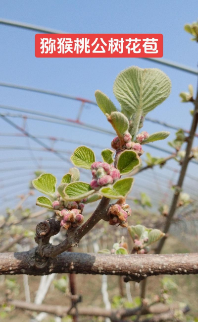 小众送妈妈的花有哪些花