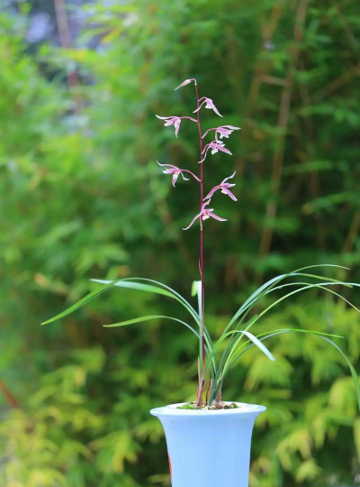 小众送妈妈的花有哪些花