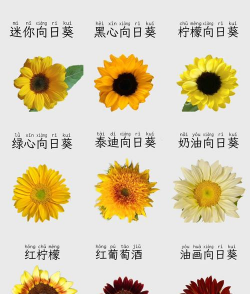太阳花品种有哪些