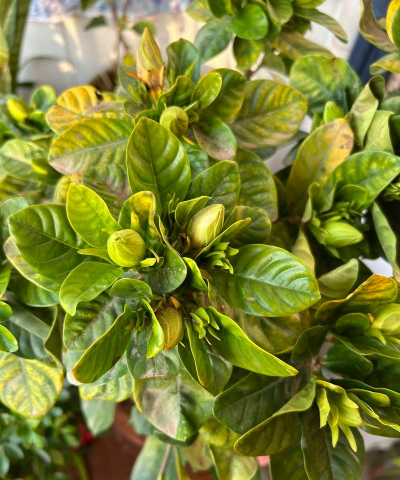 小众送妈妈的花有哪些花