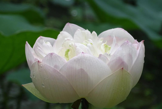 小众送妈妈的花有哪些花