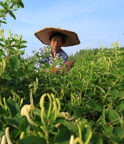 小众送妈妈的花有哪些花