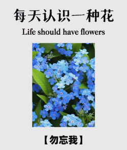 小众送妈妈的花有哪些花