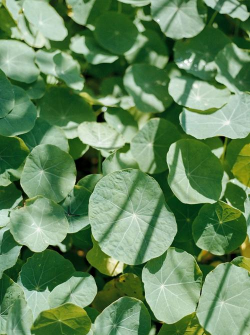 小众送妈妈的花有哪些花