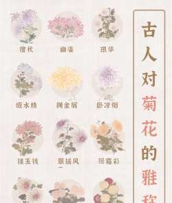 菊花的别称