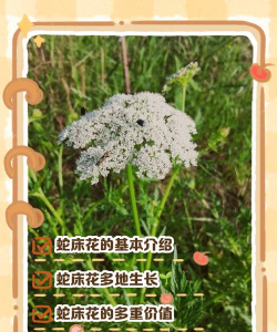 蛇床花几点开花