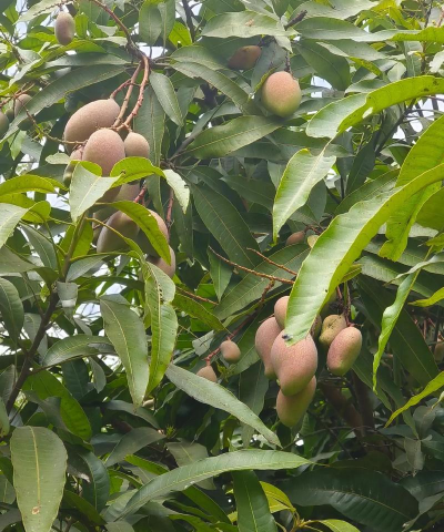 小众送妈妈的花有哪些花