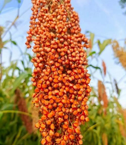 小众送妈妈的花有哪些花