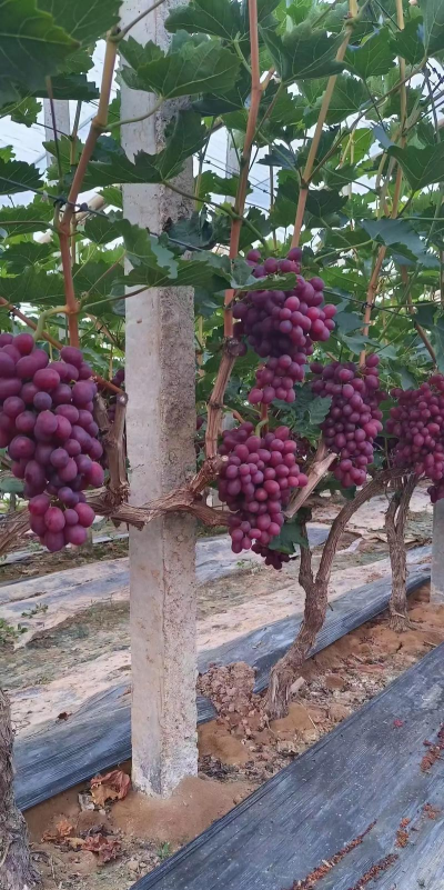 小众送妈妈的花有哪些花