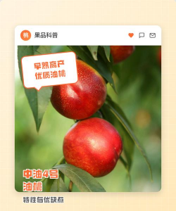 中油4号油桃品种介绍