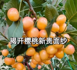 佳红大樱桃品种介绍