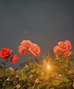 凌晨开的花有哪些花