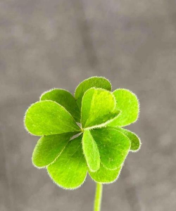 六叶草的稀有程度