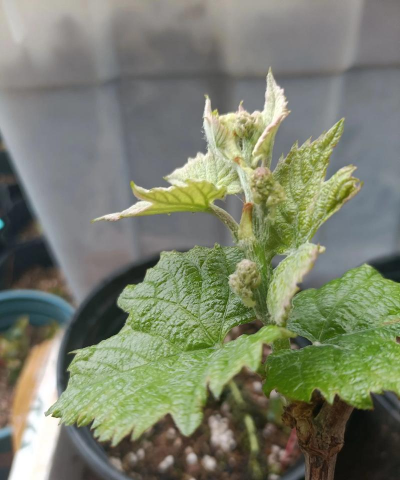 小众送妈妈的花有哪些花