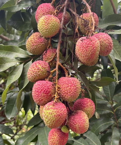 小众送妈妈的花有哪些花