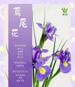 小众送妈妈的花有哪些花