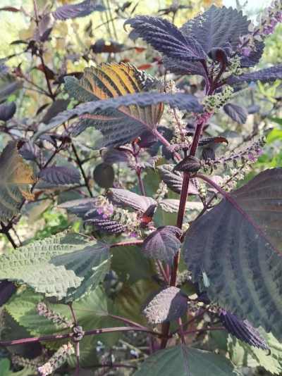 小众送妈妈的花有哪些花