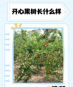 开心果是什么树