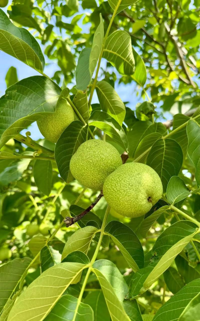 小众送妈妈的花有哪些花