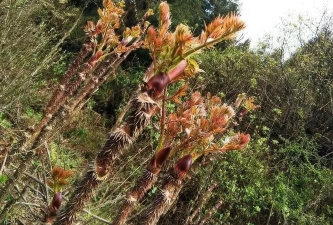 刺嫩芽的树长什么样
