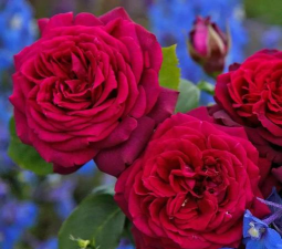 小众送妈妈的花有哪些花