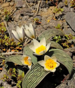 小众送妈妈的花有哪些花