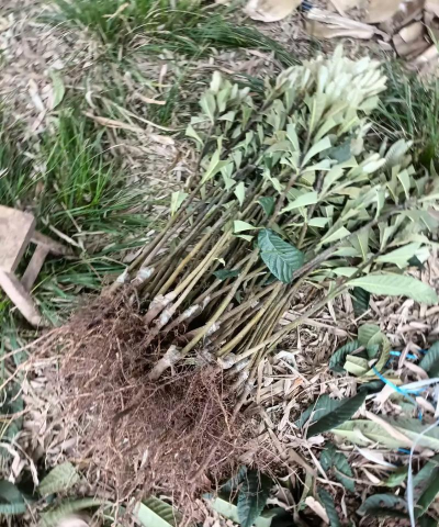 小众送妈妈的花有哪些花