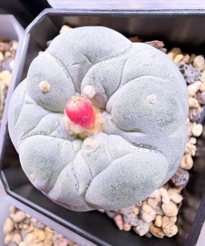 小众送妈妈的花有哪些花